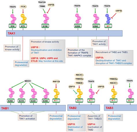 Frontiers Tak1 Tabs Complex A Central Signalosome In Inflammatory