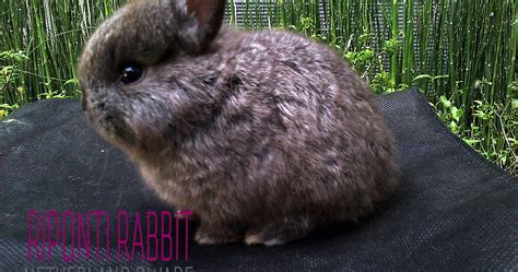 Kelinci: Kelinci Netherland Dwarf Genetik