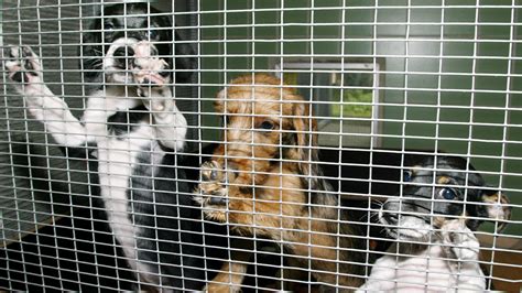 Animal Care Centers of NYC makes desperate plea for more dog adoptions ...