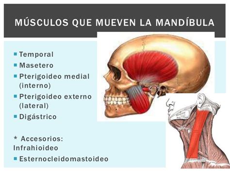 Articulación temporomandibular fisioterapia en la ATM Fisioterapia Goya