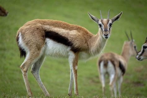 Bioparc Valencia Salva In Extremis Una Cr A De Gacela En Peligro De