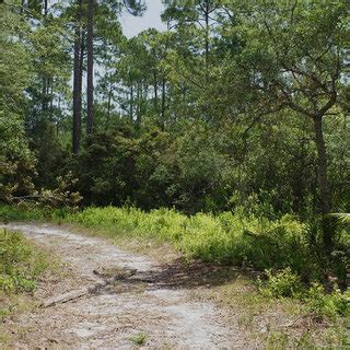 Promachus bastardii habitat along road in mesic flatwoods community. | Download Scientific Diagram