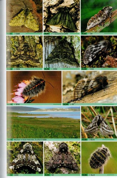british moths  photographic guide   moths  britain  ireland