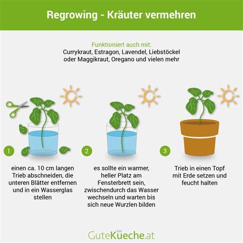 Regrowing Kräuter durch Stecklinge vermehren