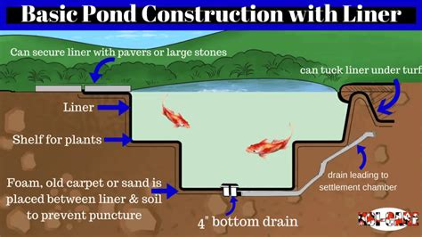 Building Your Koi Pond Learn The Basics To Get Started Koi Care