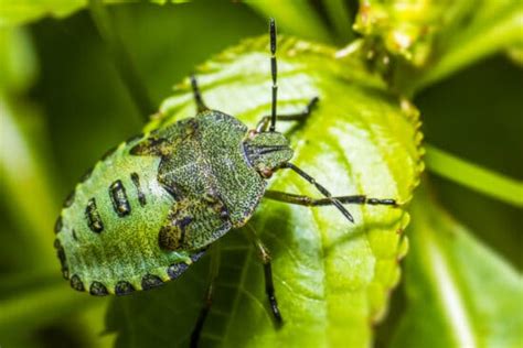 12 Common Almond Tree Pests and Diseases and How to Get Rid of Them