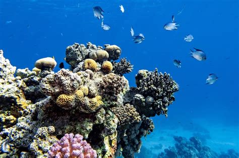 Premium Photo Colorful Marine Life Of Red Sea Bright Corals And