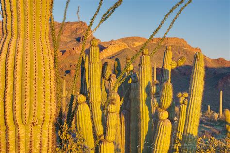 Organ Pipe Cactus National Monument Arizona Alan Majchrowicz Photography