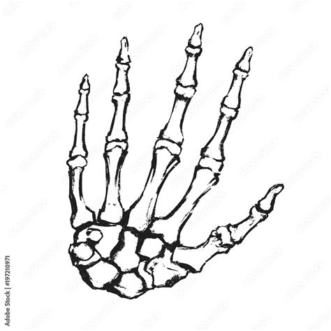 Hand drawn hand bones. Anatomical drawing. Human skeleton hand. Stock ...