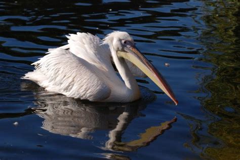 Free Images Beach Sea Nature Forest Outdoor Ocean Bird Group