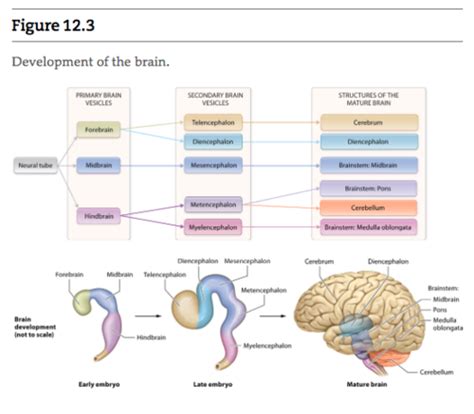 Chapter 16 The Brain Flashcards Quizlet