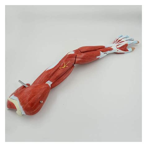Buy Study Model Upper Limb Muscle Model Human Muscle Model Shoulder