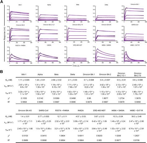 Targeting The Spike Receptor Binding Domain Class V Cryptic Epitope By