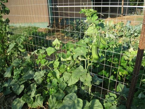 Do Cucumbers Need Full Sun Learn The Growing Sweetspot Grow Your Yard