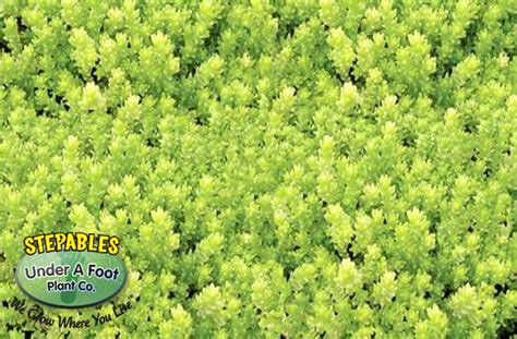 stepablescom plants  tolerate foot traffic