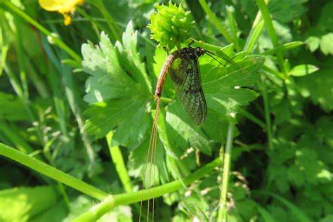 Small Spurwing Centroptilum Luteolum Taken At Latteridge Flickr