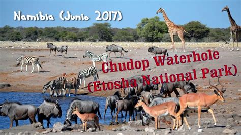 Namibia 2017 Etosha Chudop Waterhole YouTube