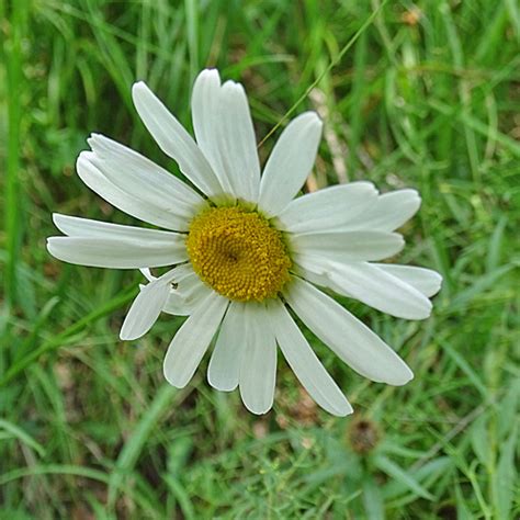 Verschiedenbl Ttrige Wiesen Margerite Leucanthemum Heterophyllum Aus