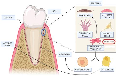 Periodontium And PDL Cells The Periodontium Is Made Up Of Four