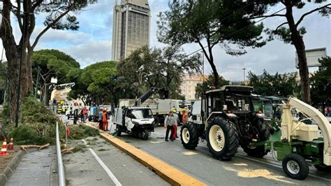 Genova Cade Un Albero Secolare Di Fronte Alla Stazione Brignole Il