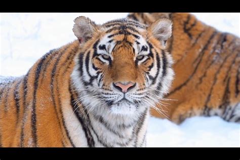 Tiger Comeback Highlights Successes Challenges In China S Wildlife