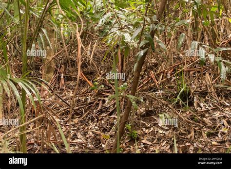 Lowland Subtropical Rainforest Understorey And Tangled Mass Of Fronds