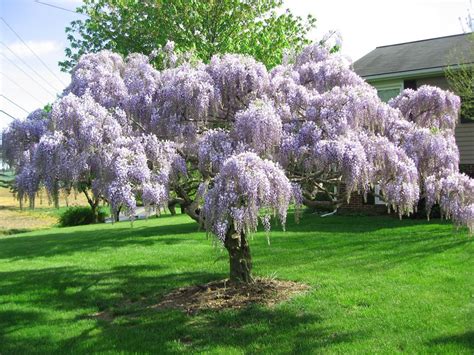 Japanese Wisteria Floribunda Rare Vine Flowering Purple