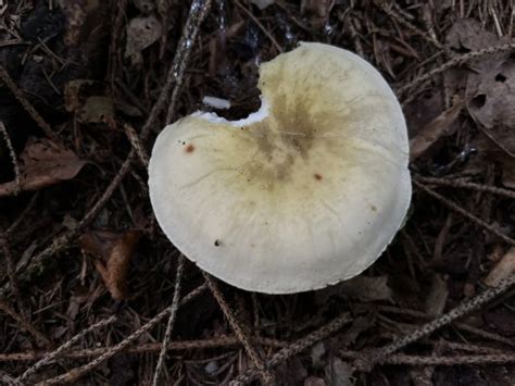 Amanita Phalloides Gu A Completa De Identificaci N De Hongos