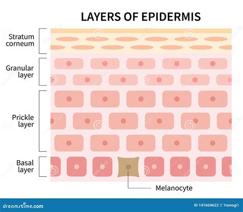 Camadas De Ilustração Da Epiderme Isoladas No Fundo Branco Pele E