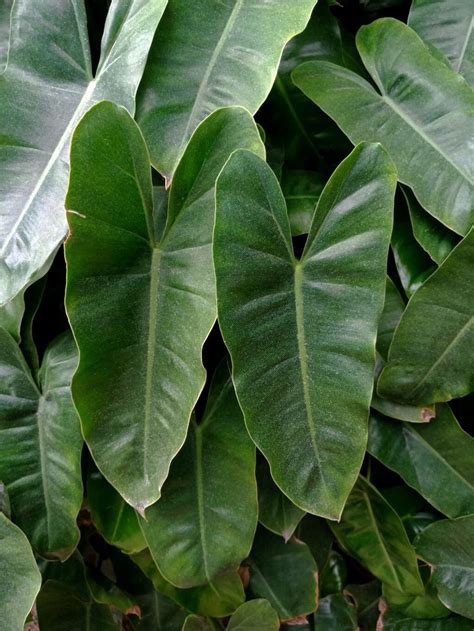 Philodendron Burle Marxii G M Barroso Philodendron Burle Marx World