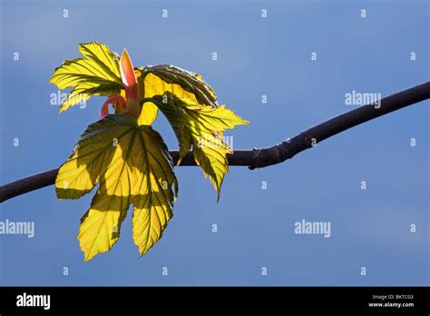 Sycamore Acer Pseudoplatanus Leaves And Leaf Buds Stock Photo Alamy