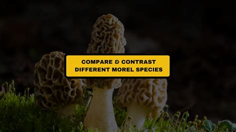 Every Type Of Morel Mushroom Complete Guide