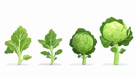 Cabbage Plant Growth Stages With Green Leaves Botanical Illustration