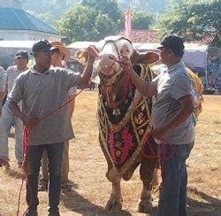 Sapi Berbobot Ekstrem Bersaing Raih Juara Di Lomba Kontes Ternak Pemkab