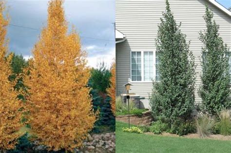 Betula Platyphylla Fargo Dakota Pinnacle Birch Stonepocket Know