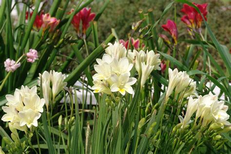 How To Grow And Care For Freesia Flowers Gardeners Path