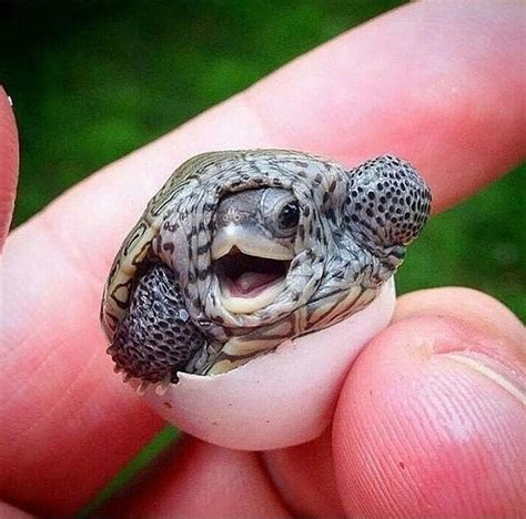 Welcome Little Turtle Baby Animals Funny Cute Turtles Turtle