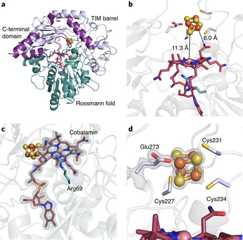 The X Ray Crystal Structure Of Native Kstsrm With Both Cofactors