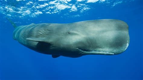 Scientists Discover Sperm Whale ‘phonetic Alphabet’ Science And Technology News Al Jazeera