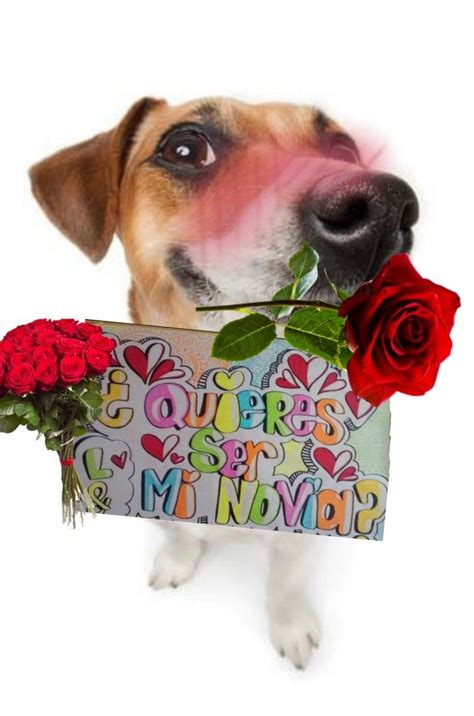 ¿quieres Ser Mi Novia Perros Alguien Como Tú Novios