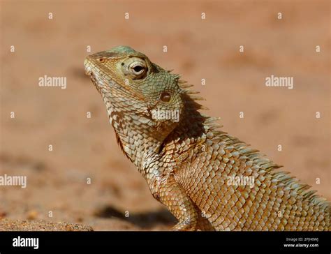 Bloodsucker Agama Oriental Garden Lizards Calotes Versicolor