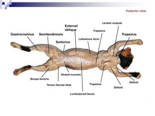 Cardiovascular Cat Dissection Labeled Virtual Anatomy Lab Val