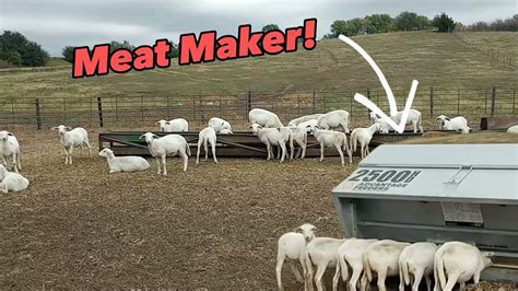 Putting The Lambs On Creep Feed For Winter Youtube