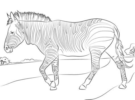 Disegno Di La Zebra Di Montagna Da Colorare Disegni Da Colorare E