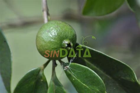 Sistem Informasi Data Tanaman SINDATA