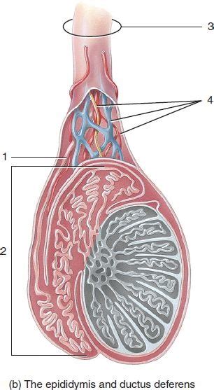 Lab 10 The Epididymis And Ductus Deferens Diagram Quizlet