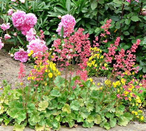 Heuchera Plant Care - Growing Coral Bells for a Shade Garden