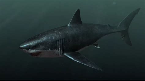 At More Than 60 Feet Long Megalodon — Literally Big Tooth — Was