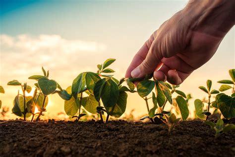 Vale a pena investir no agronegócio em 2023 Cinco pontos que você