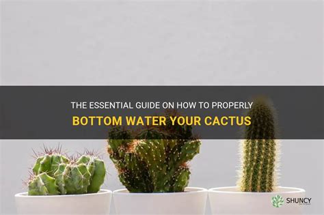 The Essential Guide On How To Properly Bottom Water Your Cactus Shuncy